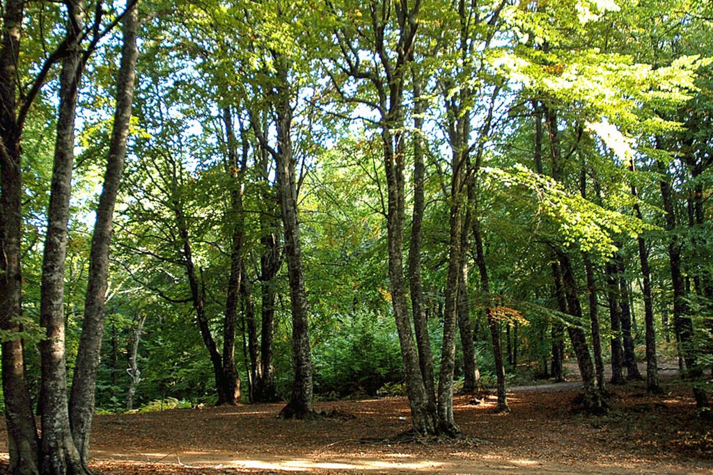 seihsou_forest2.png free things to do in thessaloniki