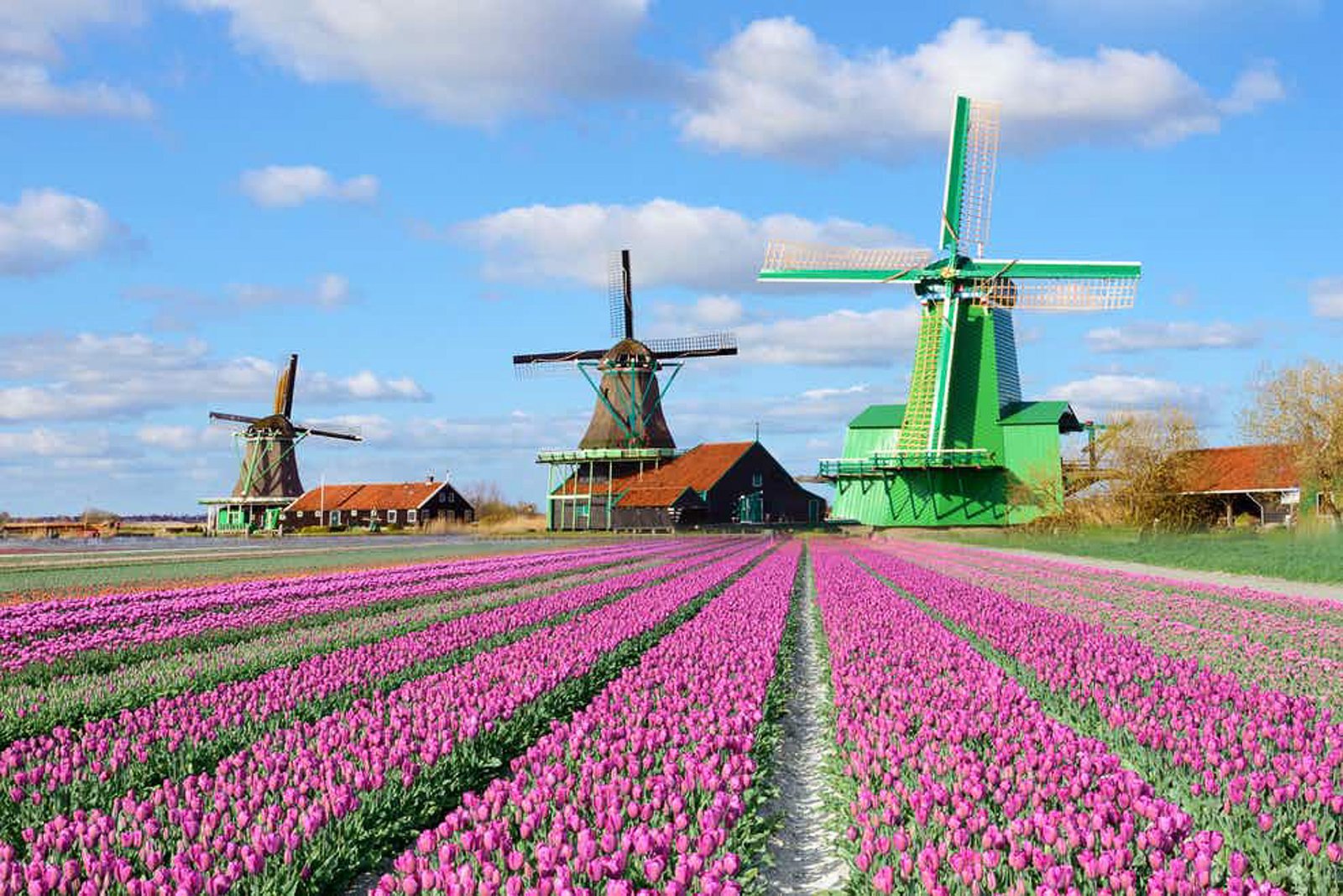 zaanse-schans-2 best things to do in amsterdam