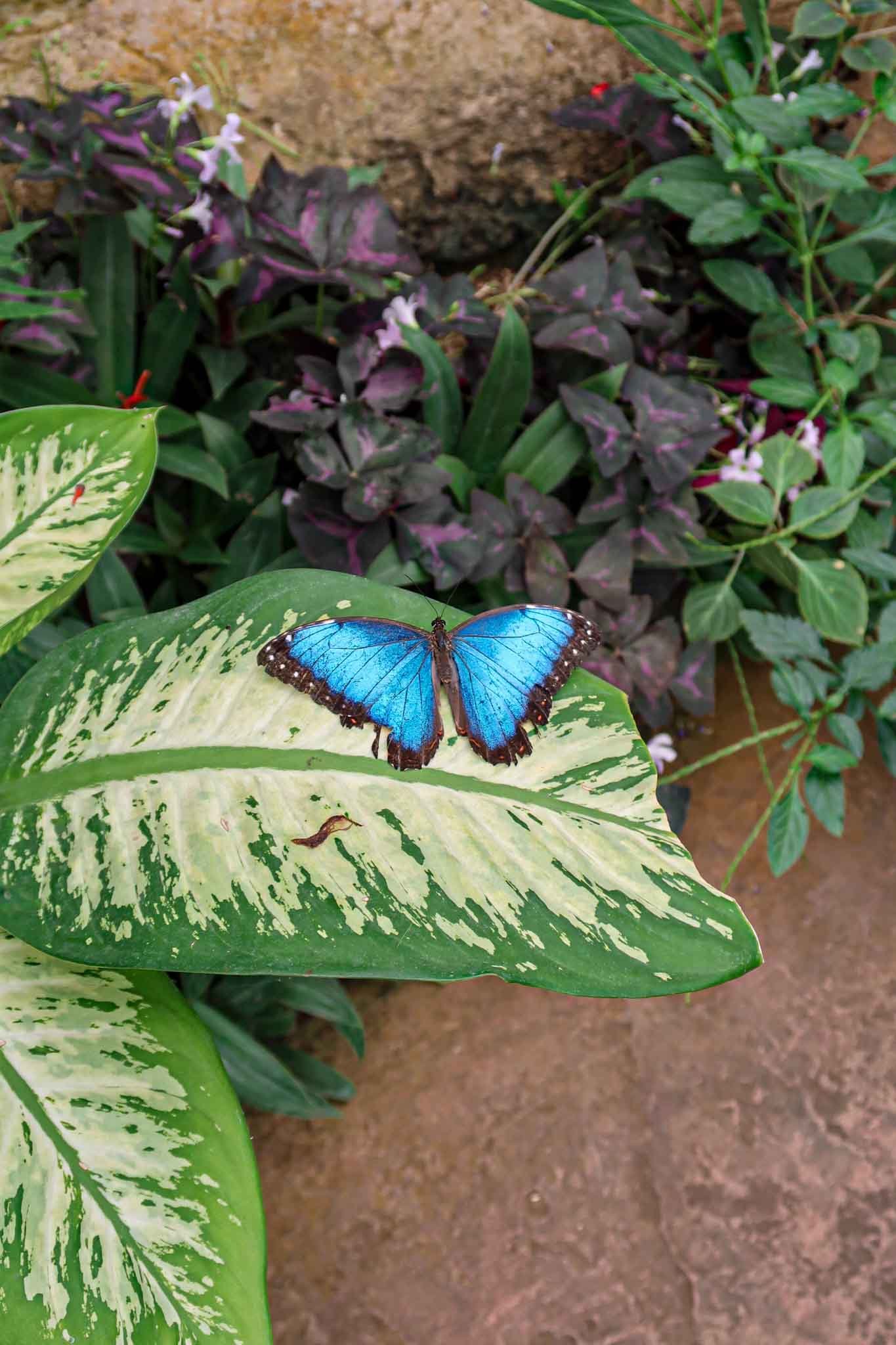 Inside Mariposario de Benalmádena (Butterfly Park) in Málaga, Spain - Yati Travel Stunning blue morpho butterfly displayed in Mariposario de Benalmádena, Málaga. Best Things to Do in Málaga.