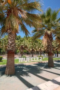 A sign reading "MUELLE 2" amidst palm trees in the Palm Grove of Surprises, Málaga, Spain. Best Things to Do in Málaga.